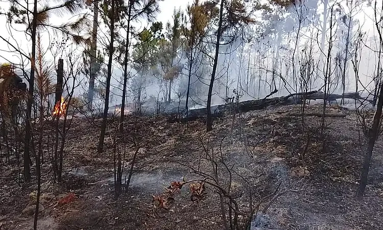República Dominicana castigará el 'terrorismo medioambiental' con hasta 40 años de cárcel