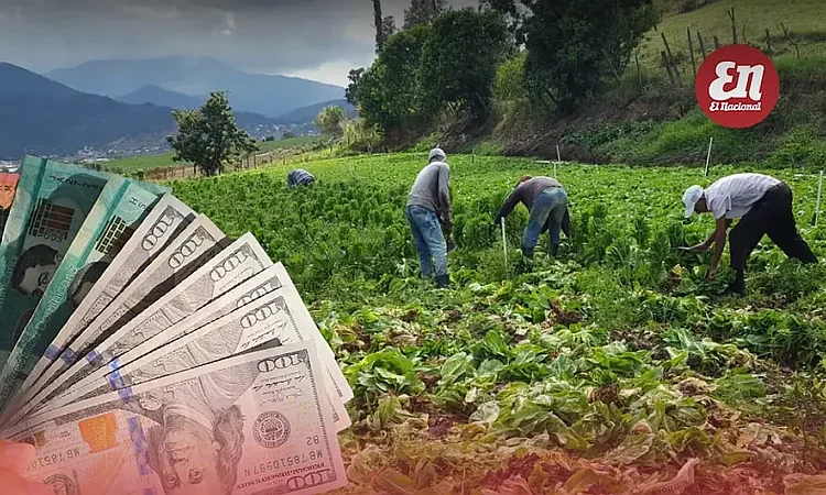 Gobierno de Abinader reduce drásticamente fondos para el agro: caída de hasta 87% en programas clave