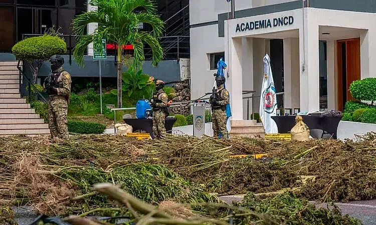 Ofensiva antidrogas en República Dominicana: más de 5,300 plantas de marihuana incautadas en Azua