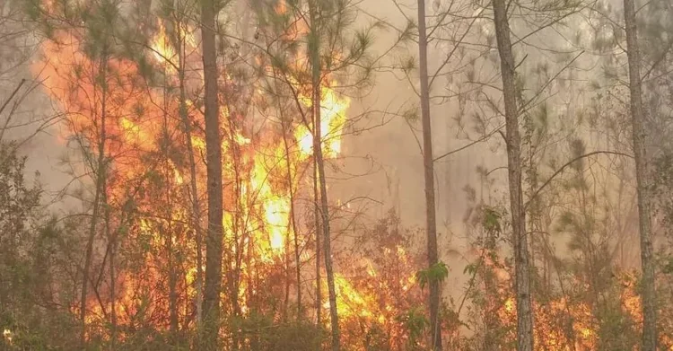 Observatorio declara emergencia ambiental por incendios forestales en República Dominicana