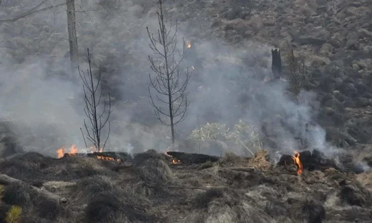 Emergencia ambiental: incendios forestales arrasan más de 150 kilómetros cuadrados en áreas protegidas
