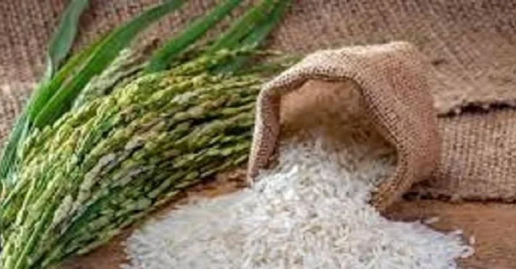 DR-CAFTA: experta insta a cumplir compromisos y aplicar medidas de adaptación para el arroz
