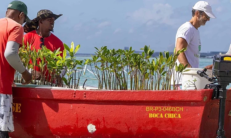 Boca Chica: manglares como escudo natural contra el cambio climático