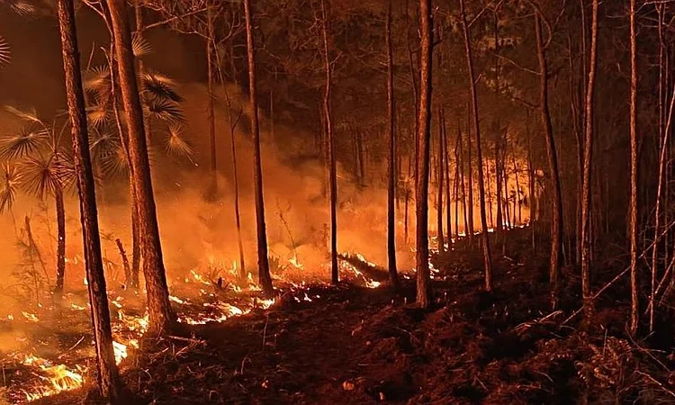 Incendio en Pelempito-Aceitillar entra en fase de liquidación, tras quedar bajo control