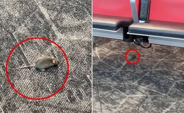Aeropuerto LaGuardia enfrenta incidente con ratones que sorprenden a pasajeros