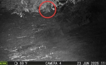 Documentan el primer avistamiento de una nutria en un siglo en el río Bronx, de Nueva York
