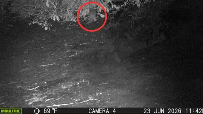 Documentan el primer avistamiento de una nutria en un siglo en el río Bronx, de Nueva York