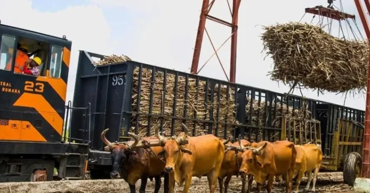 Central Romana rechaza acusaciones de “trabajo forzoso”