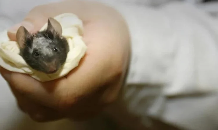 Revolucionario modelo 'xenocortical': ratones con tejido cerebral humano para estudiar enfermedades mentales