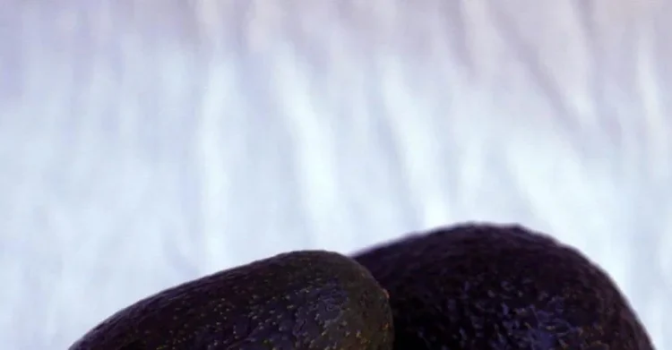 México blinda su aguacate: certificado ambiental contra la deforestación sacude el comercio global