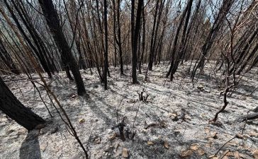 Reportaje: un incendio intencional devoró 25 años de reforestación en la Sierra de Neiba