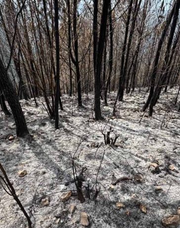 Reportaje: un incendio intencional devoró 25 años de reforestación en la Sierra de Neiba