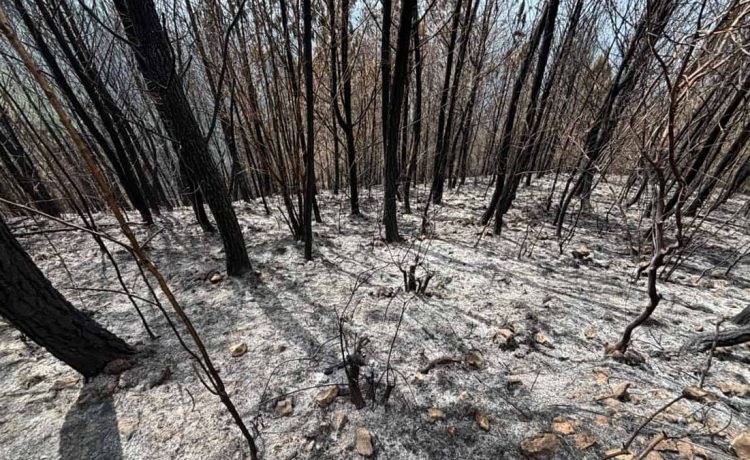 Reportaje: un incendio intencional devoró 25 años de reforestación en la Sierra de Neiba