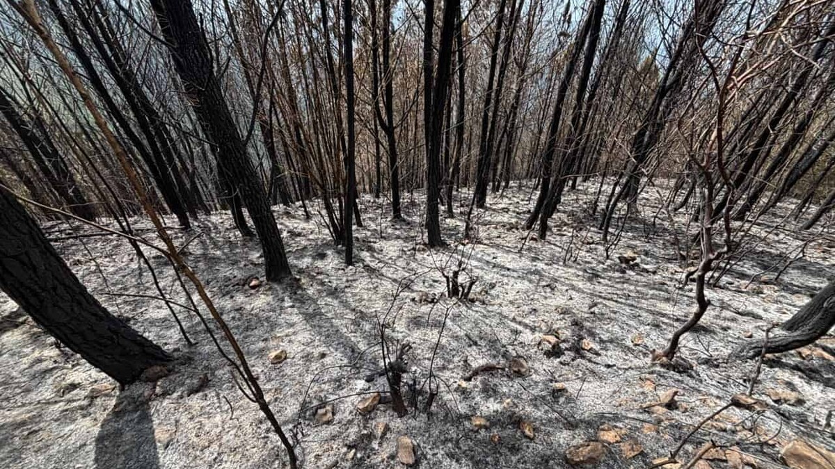 Reportaje: un incendio intencional devoró 25 años de reforestación en la Sierra de Neiba