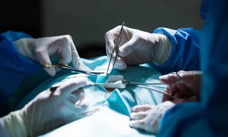 Hito científico: tejido pituitario humano cultivado en laboratorio sobrevive en un primate y produce hormonas