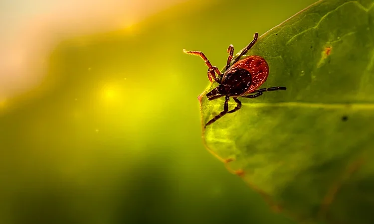 Ecuador suma una nueva especie al catálogo global: la garrapata Ixodes mashpiensis