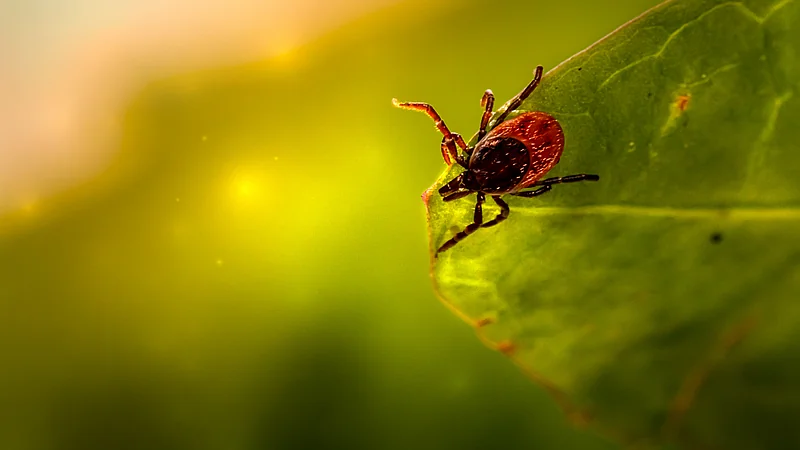 Ecuador suma una nueva especie al catálogo global: la garrapata Ixodes mashpiensis
