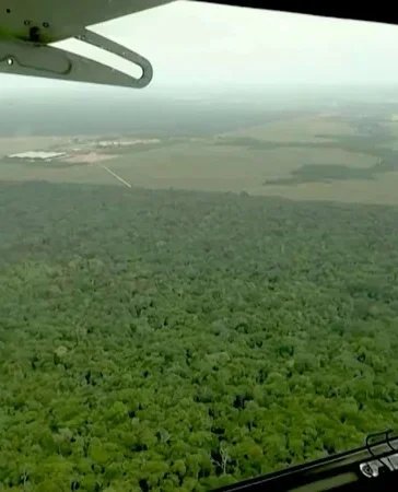 La deforestación global se frena en 2025, pero la política brasileña amenaza la tendencia