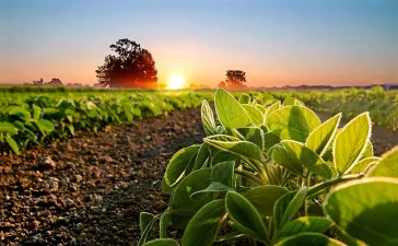 Soya sostenible: el insumo estratégico que transforma la producción de proteína animal en Latinoamérica