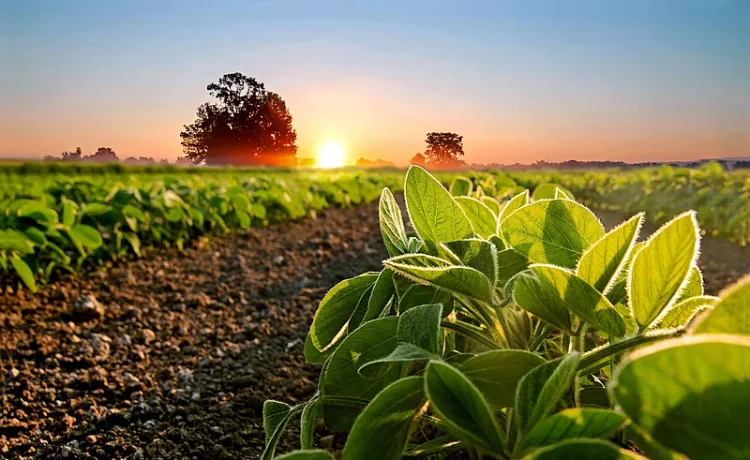Soya sostenible: el insumo estratégico que transforma la producción de proteína animal en Latinoamérica