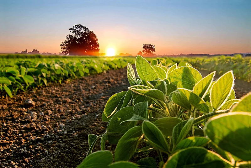 Soya sostenible: el insumo estratégico que transforma la producción de proteína animal en Latinoamérica