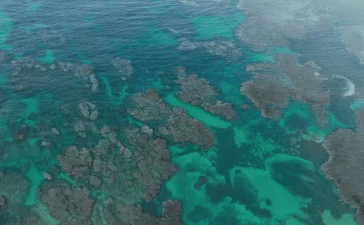 Alianza de exministros ambientales presiona por metas de biodiversidad más ambiciosas en COP17