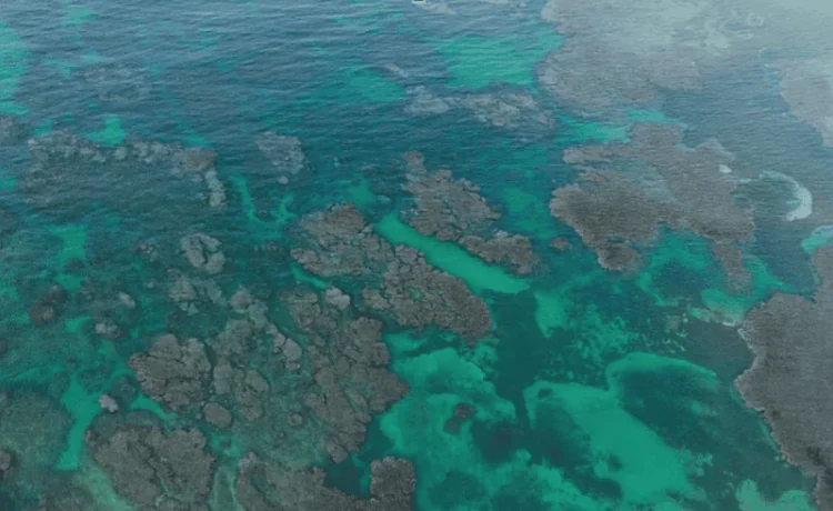 Alianza de exministros ambientales presiona por metas de biodiversidad más ambiciosas en COP17