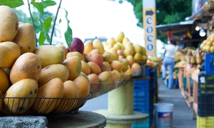 República Dominicana ultima detalles para reanudar exportaciones de mango a Estados Unidos en 2027