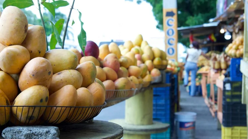 República Dominicana ultima detalles para reanudar exportaciones de mango a Estados Unidos en 2027