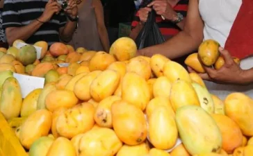 República Dominicana busca recuperar mercado estadounidense del mango con respaldo de OIRSA