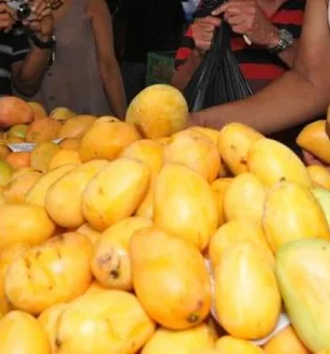 República Dominicana busca recuperar mercado estadounidense del mango con respaldo de OIRSA