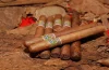 República Dominicana se consolida como potencia tabacalera: proyecta 33,000 toneladas y lidera exportación mundial de cigarros