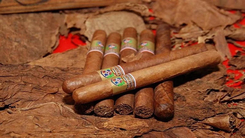 República Dominicana se consolida como potencia tabacalera: proyecta 33,000 toneladas y lidera exportación mundial de cigarros