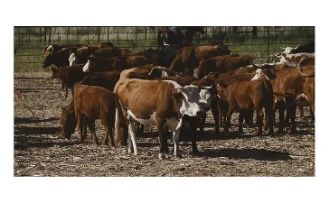 Shamonda: el virus animal que dio el salto a humanos y activa la alerta científica en Europa