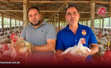 Crisis avícola: productores de Moca culpan al Gobierno por importaciones masivas de pollo