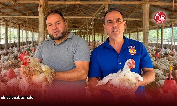 Crisis avícola: productores de Moca culpan al Gobierno por importaciones masivas de pollo