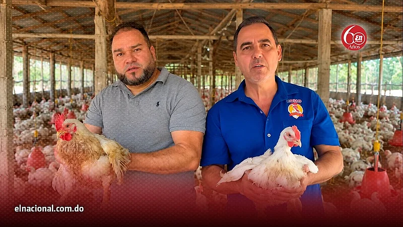 Crisis avícola: productores de Moca culpan al Gobierno por importaciones masivas de pollo