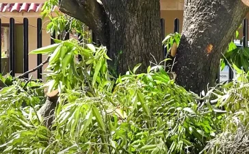 Ecocidio en Baní: tala de robles centenarios genera condena nacional