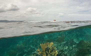 Crisis global de corales: el 96 % de los arrecifes evaluados afronta riesgo crítico de colapso