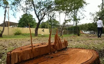 Estado dominicano tala sin castigo: un patrón que se repite desde 2022
