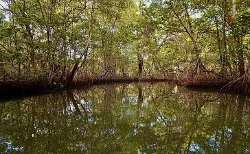 Restauración de ecosistemas: solo una cuarta parte de la meta global está en marcha