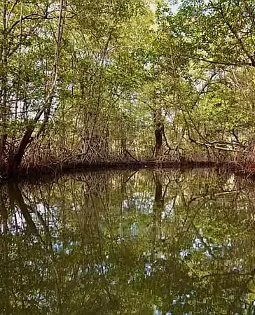 Restauración de ecosistemas: solo una cuarta parte de la meta global está en marcha