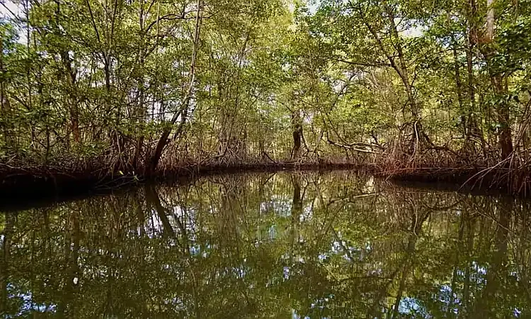Restauración de ecosistemas: solo una cuarta parte de la meta global está en marcha